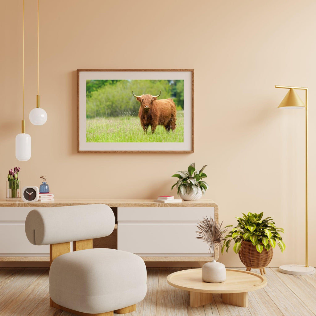 Diamond Painting Schotse hooglander - Schattige Schotse hooglander op een zonnige dag - SEOS Shop ®
