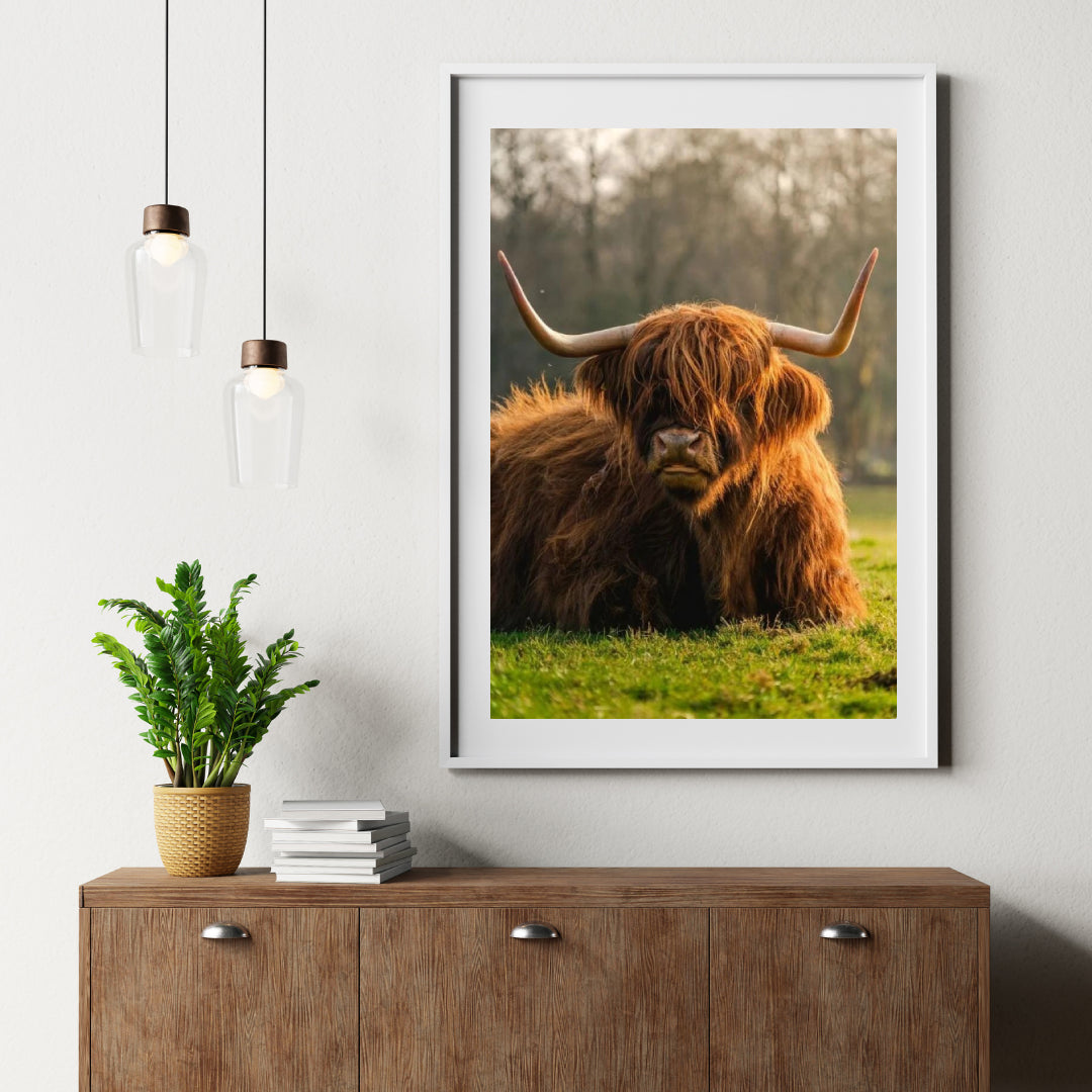 Diamond Painting Schotse hooglander - Schotse hoogland koe van dichtbij - SEOS Shop ®