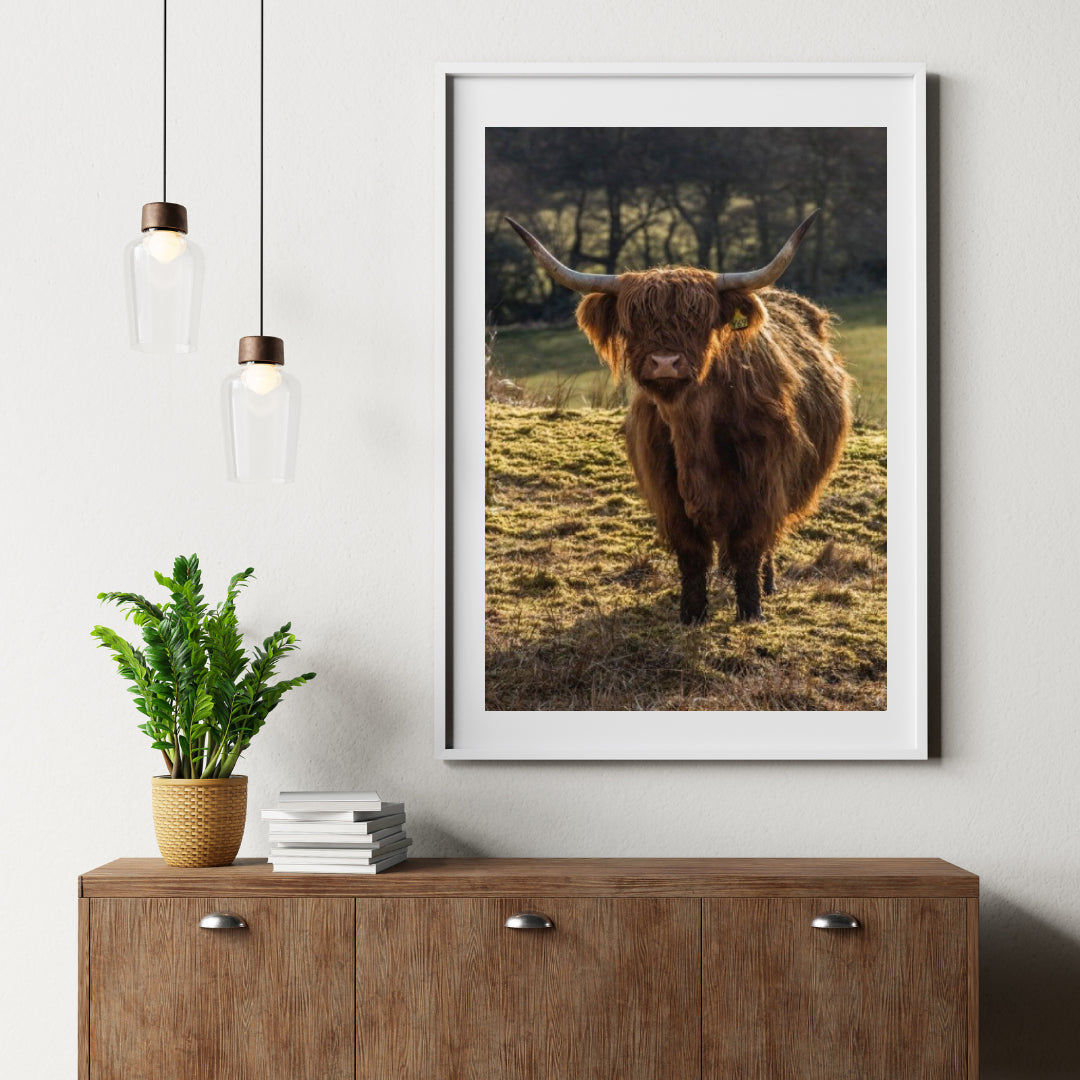 Diamond Painting Schotse hooglander - Schotse hooglander grazend in de velden - SEOS Shop ®