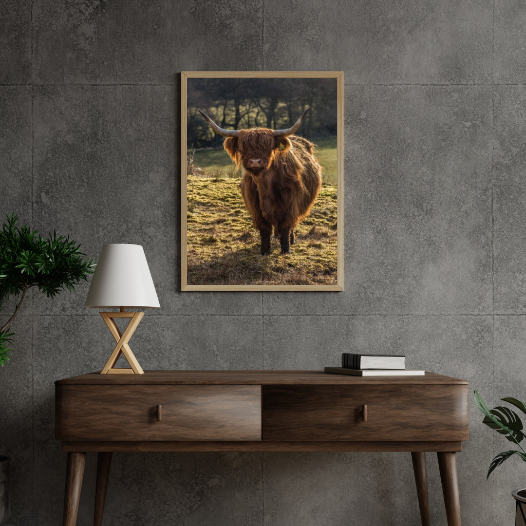 Diamond Painting Schotse hooglander - Schotse hooglander grazend in de velden - SEOS Shop ®