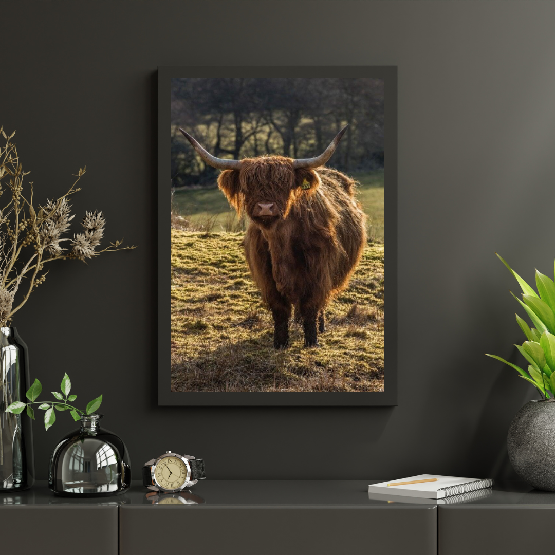 Diamond Painting Schotse hooglander - Schotse hooglander grazend in de velden - SEOS Shop ®