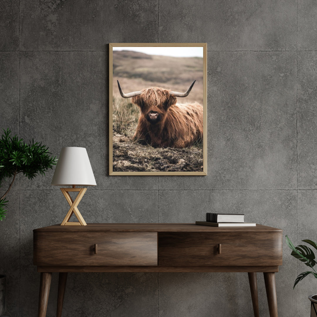 Diamond Painting Schotse hooglander - Vriendelijke Schotse hooglander rustend in het veld - SEOS Shop ®