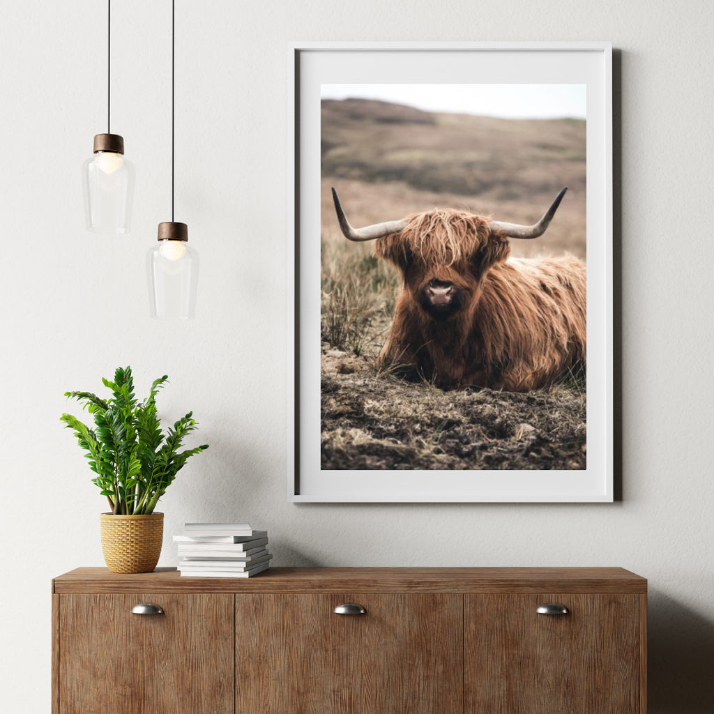 Diamond Painting Schotse hooglander - Vriendelijke Schotse hooglander rustend in het veld - SEOS Shop ®