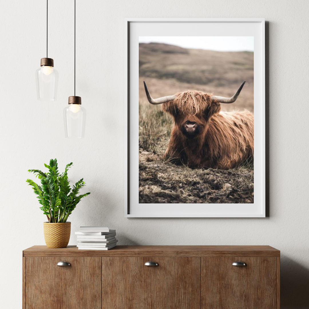 Diamond Painting Schotse hooglander - Vriendelijke Schotse hooglander rustend in het veld - SEOS Shop ®