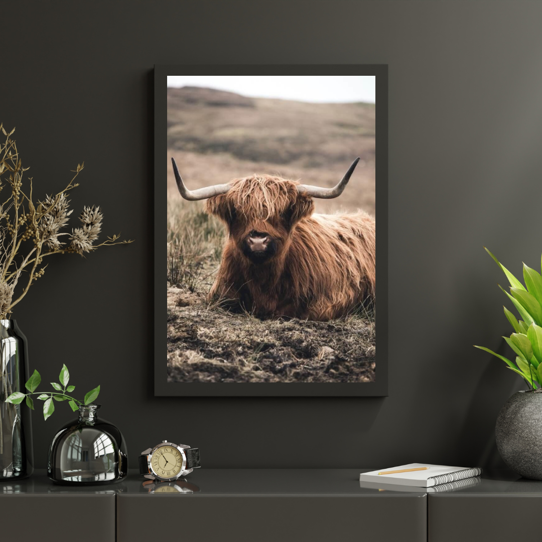 Diamond Painting Schotse hooglander - Vriendelijke Schotse hooglander rustend in het veld - SEOS Shop ®