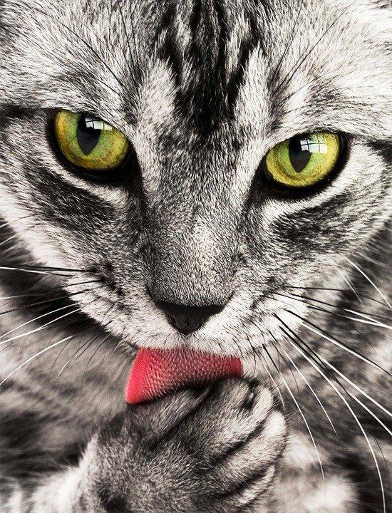 Diamond Painting Kat likt hand - SEOS Shop ®