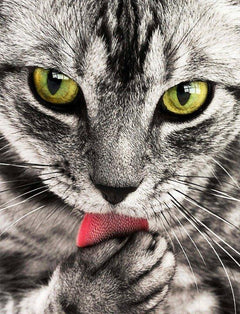 Diamond Painting Kat likt hand - SEOS Shop ®