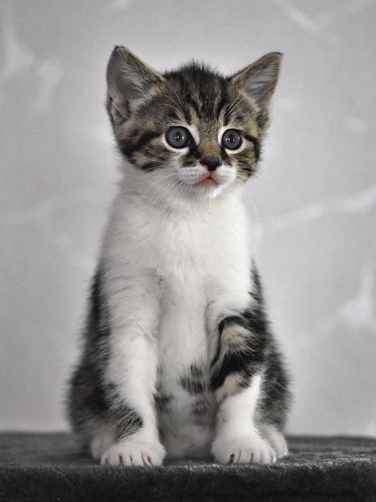 Diamond Painting Kitten met grijze ogen - SEOS Shop ®