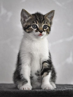 Diamond Painting Kitten met grijze ogen - SEOS Shop ®