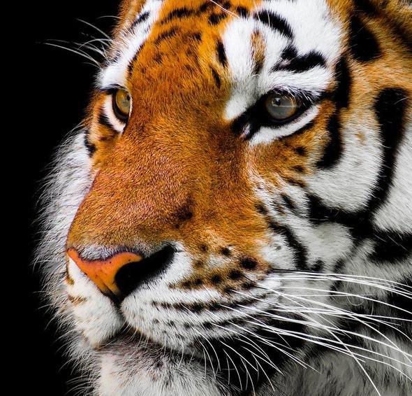 Diamond Painting Volwassen tijger - SEOS Shop ®