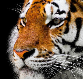 Diamond Painting Volwassen tijger - SEOS Shop ®
