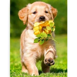 Diamond painting Labrador puppy met een bloem - Volledig - SEOS Shop®
