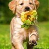 labrador puppy met een bloem seos shop