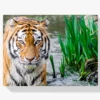 Diamond Painting Bengaalse tijger – SEOS Shop ®