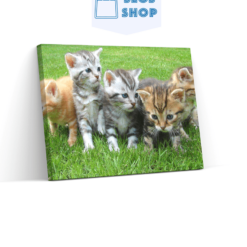 Diamond Painting Kittens Volledig - SEOS Shop ®