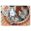 Diamond Painting 5 Kittens samen in een mand