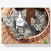 Diamond Painting 5 Kittens samen in een mand – SEOS Shop ®