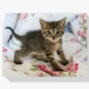 Diamond Painting Kitten op bed – SEOS Shop ®