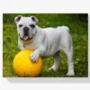 Diamond Painting Witte bulldog met bal – SEOS Shop ®