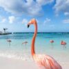 Flamingo's op het strand