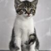 Kitten met grijze ogen