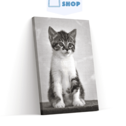 Diamond Painting Kitten met grijze ogen - SEOS Shop ®