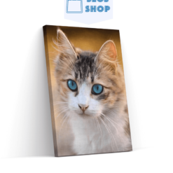Diamond Painting Kitten met blauwe ogen - SEOS Shop ®