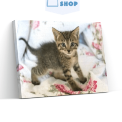 Diamond Painting Kitten op bed - SEOS Shop ®