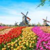 Windmolens met Nederlandse tulpen
