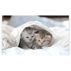 Diamond Painting Kittens in Bed