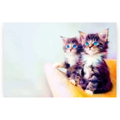 Diamond Painting Kittens met blauwe ogen