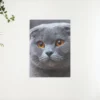 Diamond Painting Schattige kijkende kitten – SEOS Shop ®