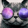 Kat met paarse bril