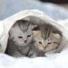 Kittens in Bed diamond painting