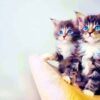 Kittens met blauwe ogen
