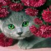 kat met bloemen