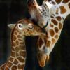 Moeder Giraf met kleine - Dieren Diamond Painting