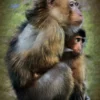 Baby en moeder aap