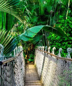 Loopbrug in de Jungle