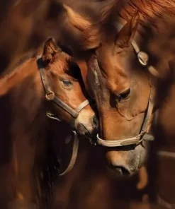 Pony en moeder paard - Diamond painting
