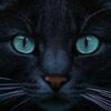 Diamond Painting Zwarte kat en blauwe ogen