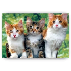 Diamond Painting - Drie katten - SEOS®