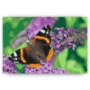Diamond Painting - Vlinder op een paarse bloem - SEOS®