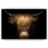 Diamond Painting - Fantastisch portret van een Schotse hooglander - SEOS Shop ®