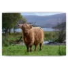 Diamond Painting Schotse hooglander - Hooglander in het Schotse landschap - SEOS Shop ®