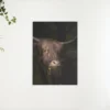 Diamond Painting Schotse hooglander – Schots hooglandrund met paardenbloem en gras in de bek – SEOS Shop ®